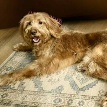 Golden Retriever and Standard Poodle Dogs Available for Adoption - Teddy | PetCurious