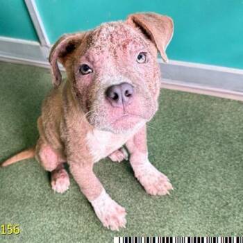 Precious -  Mixed Breed Dog for Adoption in West Palm Beach, Florida - Precious | PetCurious
