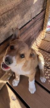 Chester -  Shepherd and Pit Bull Terrier Dog for Adoption in Lafayette, Colorado - Chester | PetCurious