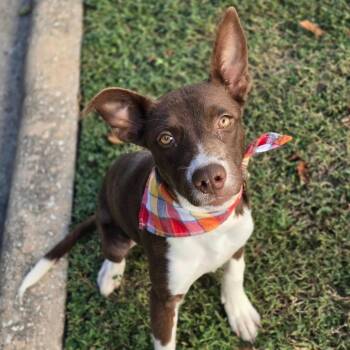 Fiona -  Border Collie and Mixed Breed Dog for Adoption in Tacoma, Washington - Fiona | PetCurious