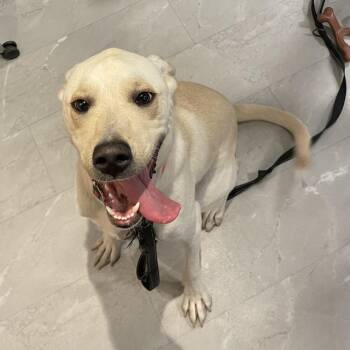 Lark -  Mixed Breed Dog for Adoption in Salt Lake City, Utah - Lark | PetCurious