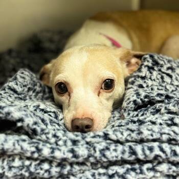 Chihuahua Dogs Available for Adoption in Eastford, Connecticut - CT Georgia | PetCurious
