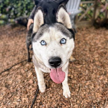 Rescue Siberian Husky Dogs for Adoption in Oakland, California - Jem | PetCurious