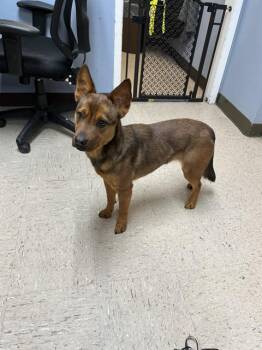 German Shepherd Dog and Mixed Breed Dogs Available for Adoption in Killeen, Texas - KIT | PetCurious