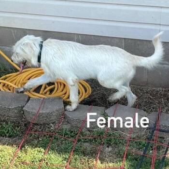 CT Buffy -  Terrier and Mixed Breed Dog for Adoption in Stormville, New York - CT Buffy | PetCurious