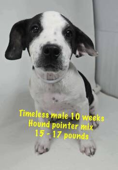 Rescue Hound and Pointer Dogs for Adoption in Pomfret, Connecticut - TIMELESS | PetCurious
