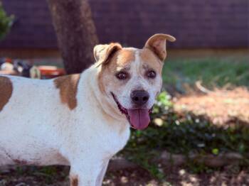 Rescue Pit Bull Terrier and Cattle Dog Dogs for Adoption in Lubbock, Texas - Exit | PetCurious