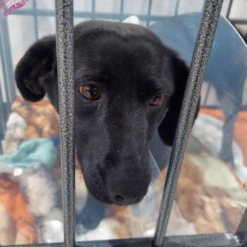 Basset Hound and Labrador Retriever Dogs Available for Adoption in Lake Havasu City, Arizona - Amy | PetCurious