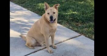 PONCHITO -  Thai Ridgeback and American Staffordshire Terrier Dog for Adoption in Richmond, Texas - PONCHITO | PetCurious