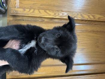 Luke -  German Shepherd Dog and Border Collie Dog for Adoption in Lincoln, California - Luke | PetCurious