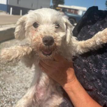 Maltese Dogs Available for Adoption in Normal, Illinois - Charla | PetCurious