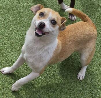 Jack Russell Terrier Dogs Available for Adoption in Carrollton, Texas - Byron | PetCurious
