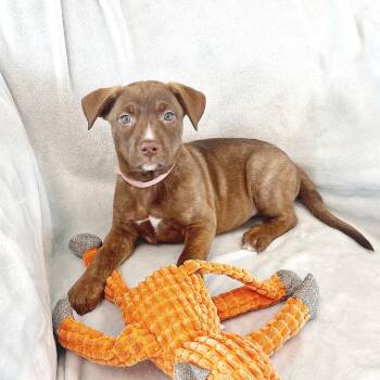 German Shepherd Dog and Mixed Breed Dogs Available for Adoption in Lewisville, Texas - Rainbow | PetCurious