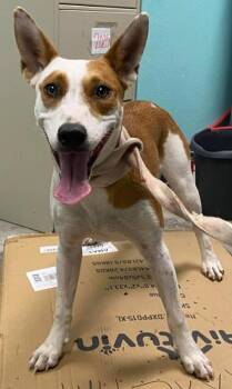 Cantaloupe -  Mixed Breed Dog for Adoption in Lampasas, Texas - Cantaloupe | PetCurious