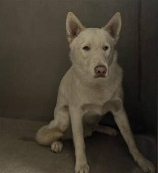 LINK -  Siberian Husky Dog for Adoption in San Bernardino, California - LINK | PetCurious