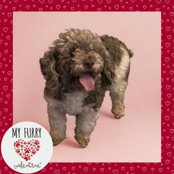 Poodle Dogs Available for Adoption - Ripa | PetCurious