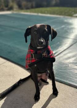 Rescue Labrador Retriever and Whippet Dogs for Adoption in Bull Valley, Illinois - Darleen Honeylove | PetCurious