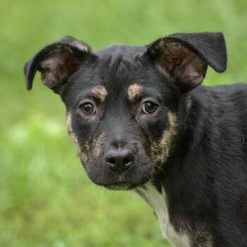 Benita -  Hound Dog for Adoption in Lambertville, New Jersey - Benita | PetCurious