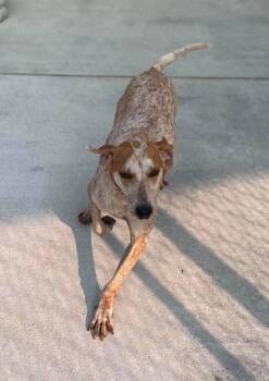 Jason -  English Coonhound Dog for Adoption in Burgaw, North Carolina - Jason | PetCurious