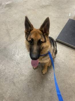 German Shepherd Dog Dogs Available for Adoption - TROOPER | PetCurious