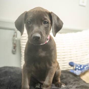 Sasafrass -  Labrador Retriever and Mixed Breed Dog for Adoption in Pawling, New York - Sasafrass | PetCurious