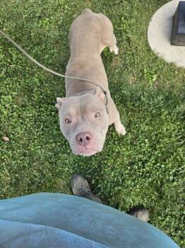 Rescue Mixed Breed Dogs for Adoption in Fallston, Maryland - Estelle (Stella) | PetCurious