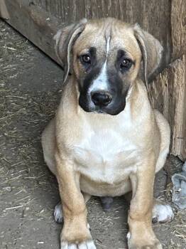 Black Mouth Cur and Catahoula Leopard Dog Dogs Available for Adoption in Okolona, Mississippi - Thomas  | PetCurious