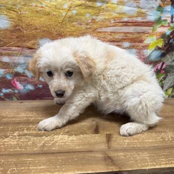 Great Pyrenees and Chocolate Labrador Retriever Dogs Available for Adoption in Normal, Illinois - Laverne | PetCurious