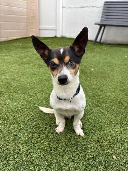 Rescue Chihuahua Dogs for Adoption - Ziggy | PetCurious