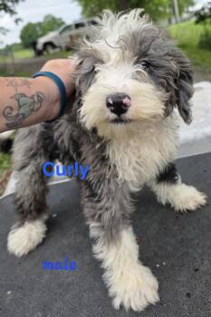 Curly -  Bernedoodle Dog for Adoption in Semmes, Alabama - Curly | PetCurious