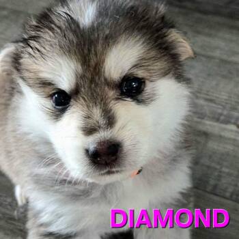 Diamond the puppy - available for pre-adoption -  Siberian Husky and Shepherd Dog for Adoption in Los Angeles, California - Diamond The Puppy - Available For Pre-adoption | PetCurious