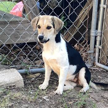 Jackie -  Beagle and Mixed Breed Dog for Adoption in Tulsa, Oklahoma - Jackie | PetCurious