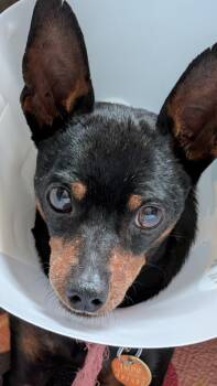 Hunter -  Miniature Pinscher Dog for Adoption in Carlsbad, California - Hunter | PetCurious