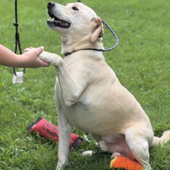 CHARLIE -  Labrador Retriever Dog for Adoption in Locust Fork, Alabama - CHARLIE | PetCurious