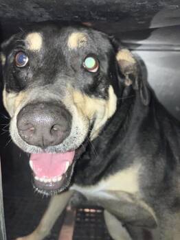 Mixed Breed Dogs Available for Adoption - JAGGER | PetCurious