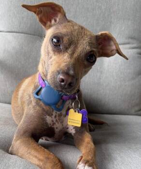 Peep -  Chihuahua and Terrier Dog for Adoption in Knoxville, Tennessee - Peep | PetCurious