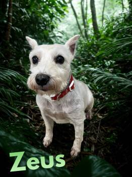 Zeus -  Miniature Schnauzer Dog for Adoption in Barton, Vermont - Zeus | PetCurious