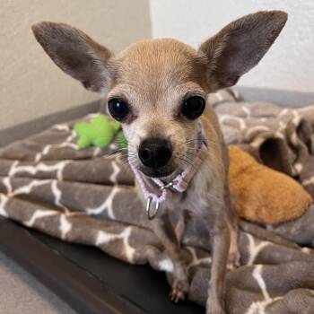 Dogula -  Mixed Breed Dog for Adoption in Los Angeles, California - Dogula | PetCurious