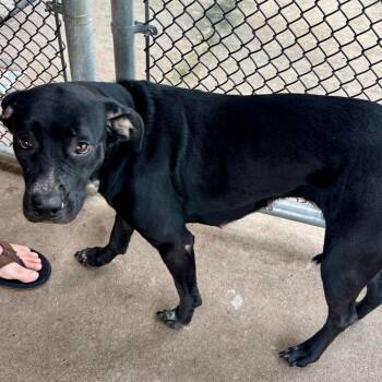 Jackie -  Mixed Breed Dog for Adoption in Edwardsville, Illinois - Jackie | PetCurious