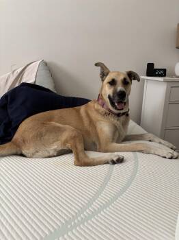 Brandy - a gentle giant who checks all the boxes -  Turkish Kangal Dog for Adoption in Oriskany, New York - Brandy - A Gentle Giant Who Checks All The Boxes | PetCurious