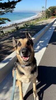 Clyde -  German Shepherd Dog Dog for Adoption in West Hollywood, California - Clyde | PetCurious