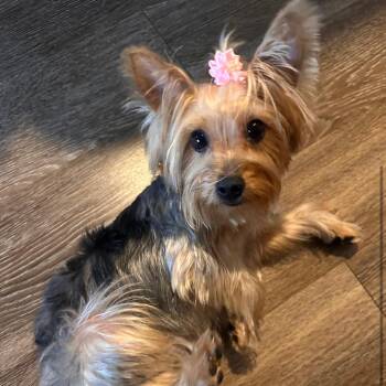 Yorkshire Terrier Dogs Available for Adoption in Fayetteville, Georgia - Tish | PetCurious
