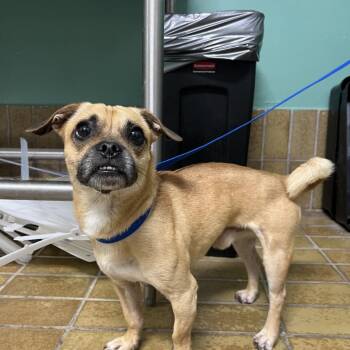 IVHS-Stray-143315 -  Pug and Chihuahua Dog for Adoption in San Gabriel, California - IVHS-Stray-143315 | PetCurious