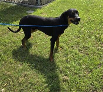 Doberman Pinscher Dogs Available for Adoption in Killeen, Texas - RIVER-RAINN | PetCurious
