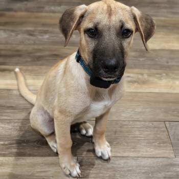 Papo -  Shepherd Dog for Adoption in Baldwin, Maryland - Papo | PetCurious