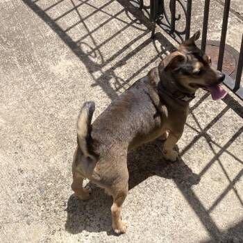 Prince Charming -  Chihuahua and Dachshund Dog for Adoption in New Orleans, Louisiana - Prince Charming | PetCurious