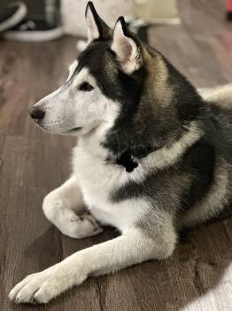 Rescue Husky Dogs for Adoption in Tustin, California - Ranger Needs A Forever Home | PetCurious