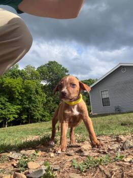 Pit Bull Terrier Dogs Available for Adoption in Little Rock, Arkansas - Cumin | PetCurious