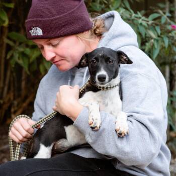 Rescue Border Collie and Jack Russell Terrier Dogs for Adoption in Chester Springs, Pennsylvania - Pumpkin | PetCurious