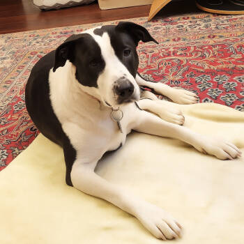 Rescue Border Collie and Pit Bull Terrier Dogs for Adoption in Laramie, Wyoming - Orbit | PetCurious